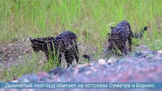 Исследователям в Малайзии удалось снять на видео редких дымчатых леопардов Исследователям в Малайзии удалось снять на видео редких дымчатых леопардов
