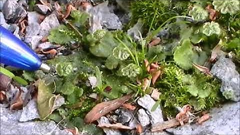 ECOS11 Introduction to Bryophytes