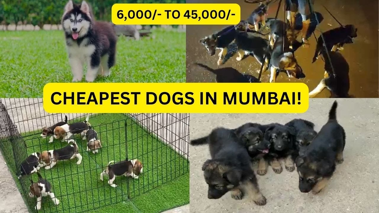 Cheapest Dogs in Mumbai part 2 YouTube