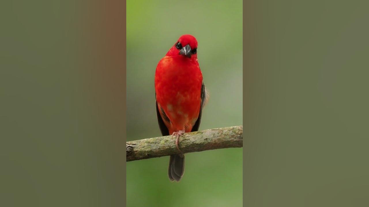 Beautiful Birds Chirping | Stress Relief | Relaxing Birds Sound | Calming Nature Sounds