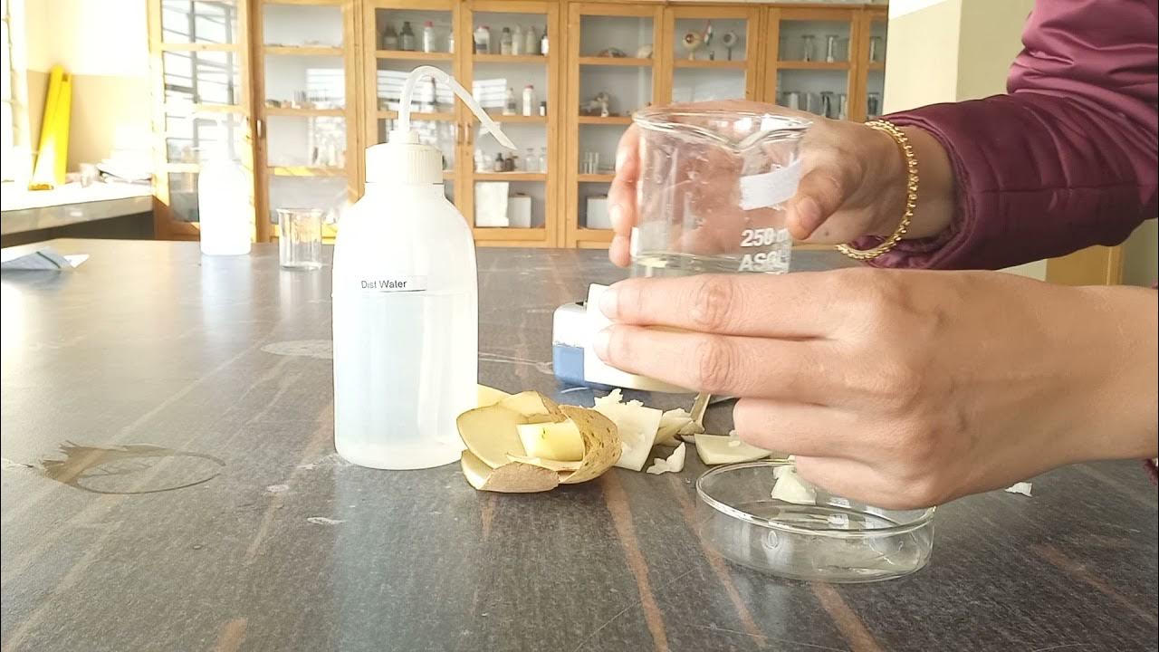 TO DEMONSTRATE OSMOSIS BY USING POTATO OSMOMETER CLASS XI PRACTICAL