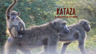 Kataza the worlds most famous baboon