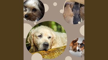 Pulsating Backdrops for Cozy Dogs