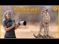 Madikwe Game Reserve South Africa S Best Kept Photo Safari Secret