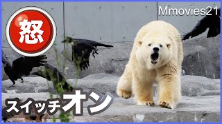 怒りのスイッチが入る瞬間【ホッキョクグマ】リラは何を守っている? Polar Bear VS Crows