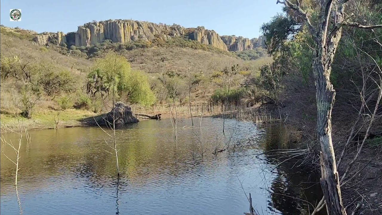 Mira los animalones que encontré en estos estanques remolinos de peces grandes y venados