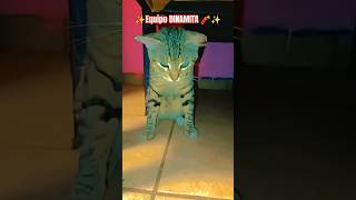 somos el mejor equipo #shorts #humor #youtubeshorts #viral #memes #shortvideo #funny