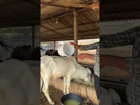 PP lotion preparation 1:1000 ratio &1:2000&1:3000 preparations#dairy diaries workshop #yt #viral #