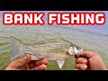 How to fish with CUT SHAD from the BANK on a drop shot rig