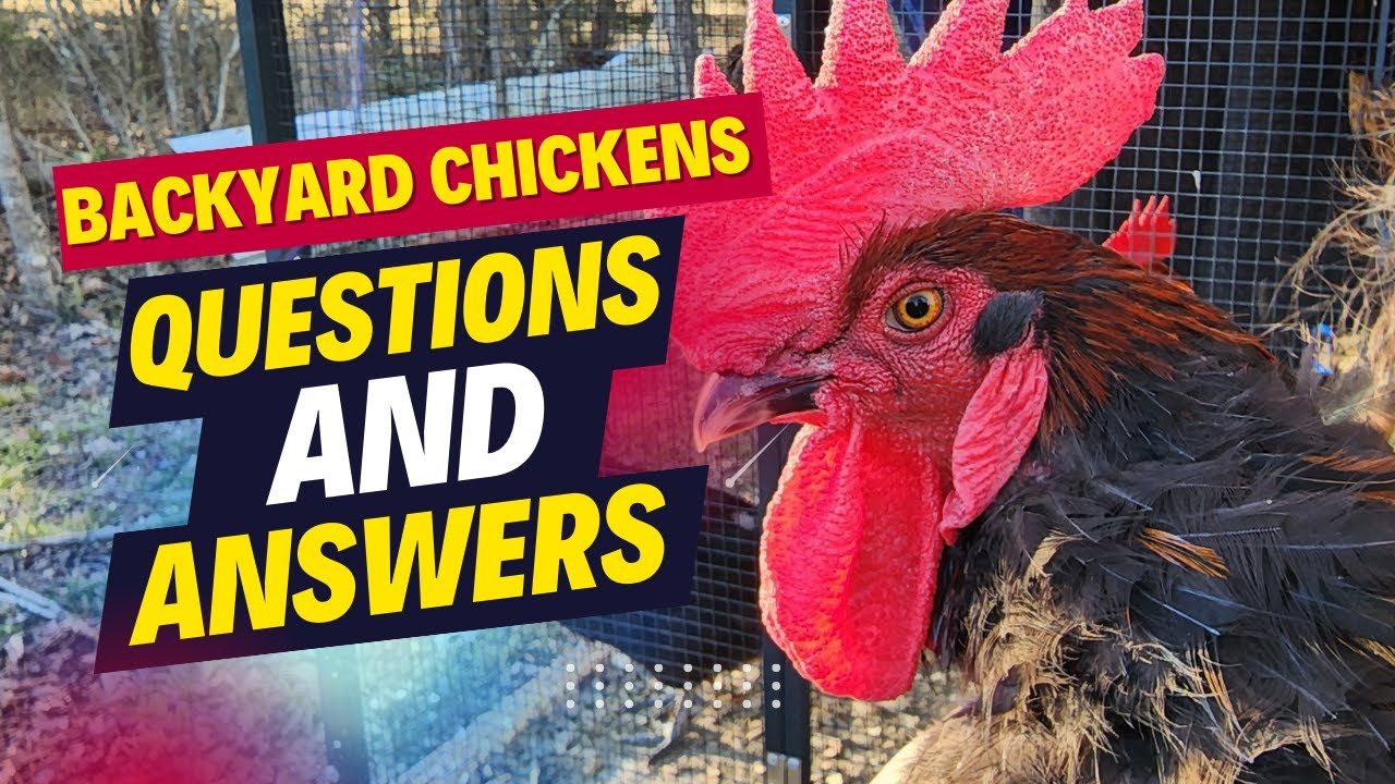 How to Raise Chickens for Beginners. 10 Most Asked Questions.