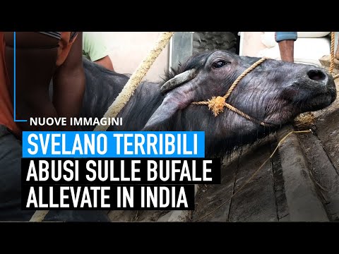 Terribili abusi sulle bufale allevate per il loro latte in India | Un’inchiesta di Animal Equality