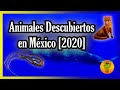 Nuevas Especies Animales Descubiertas en México [2020]