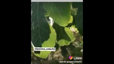 ‏سورة الكهف:  ‏نورًا لِـ أسبوعك وغيثاً يهطُل بقلبك💛.@alqtaminasser  🍃