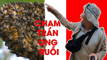 Phá Kỷ Lục - Ruồi Cất Chòi Cao Nhất Núi Gia Lào - Cuội Ruồi Vlog| Tập 4