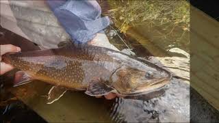 Fish sampling training video
