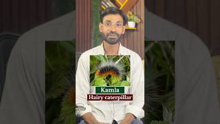 Vocabulary with pictures #zulfiqarmohammadienglish #education