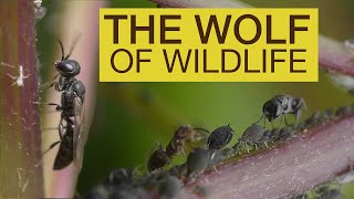 Wasps Battles Ants for Aphids by Team Candiru 73,335 views 4 years ago 3 minutes, 21 seconds