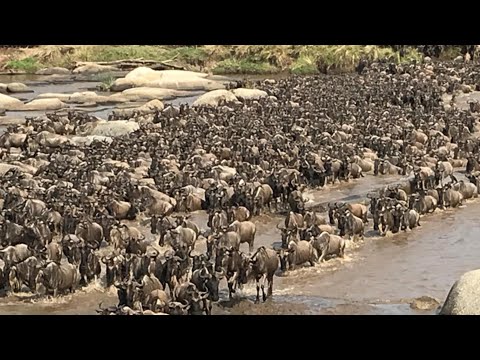 See Wildebeest Crossing Mara River 2020 Tazamq Nyumbu Wakivukq Mto Mara Serengeti 2020 