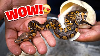 Unbelievable Snakes we just hatched from this Clutch!