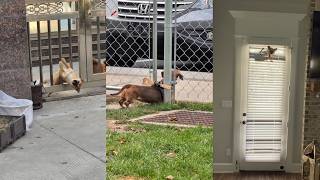 Prison Break: Dog Version