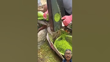 Cắt thuốc lá thành sợi mỏng #satisfying #plants