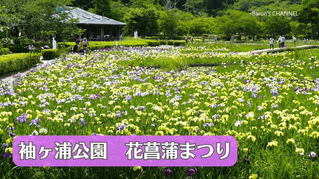 袖ヶ浦公園　花菖蒲まつり　（千葉県袖ケ浦市）2025年6月6日