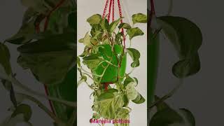 manjula pothos#money plants#sale#hanging pots#bushypots#kollam#kureepally#indoorplants