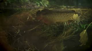 ASMR | Arowana swimming at Auckland Zoo