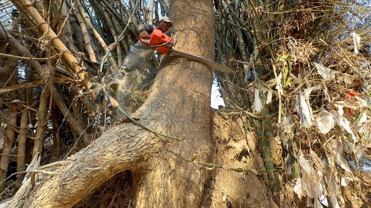This is so hard... Cut down the tree in the middle of the bamboo grove on the cliff!!