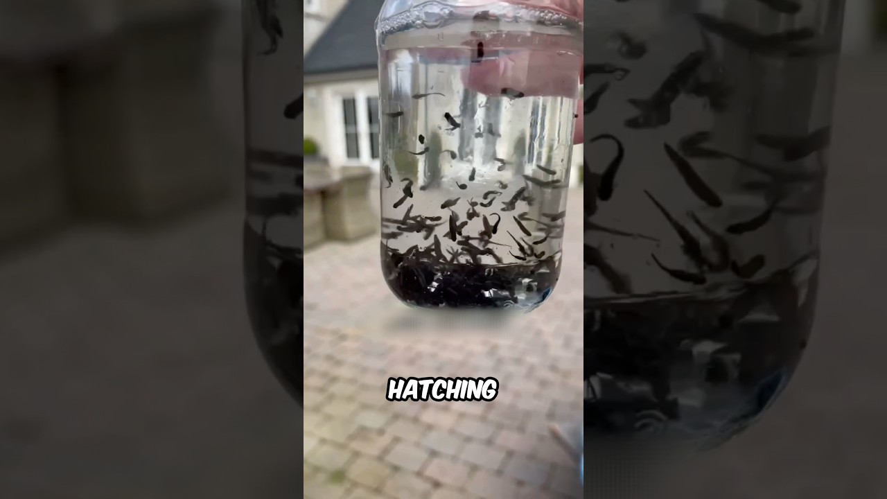 These Frog Eggs Turned Into A Disaster!