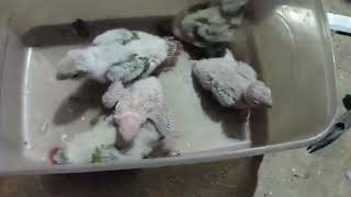 Pineapple Conure Chicks Available At Royale Pets Supplies Madurai