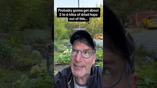 2023 Hop Harvest Complete