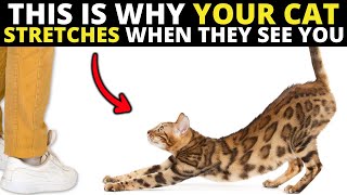If Your Cat Stretches When They See You, Theyre Trying to Tell You This...