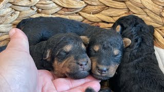 Ruby-Mongo 9/16/23 welsh puppies 4M 2F 1 week old