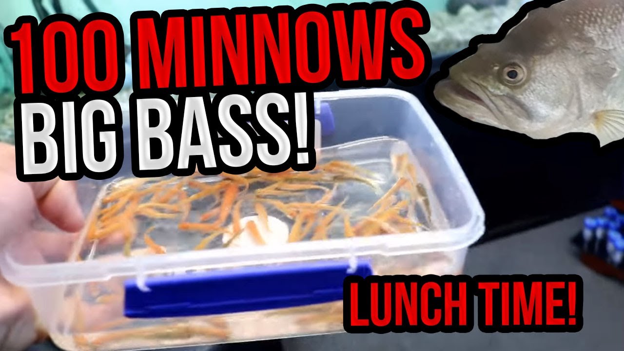 Big Bass Enhales 74 Minnows In 10 Minutes! [HD] (Bass Fishing W/ Dyna) 