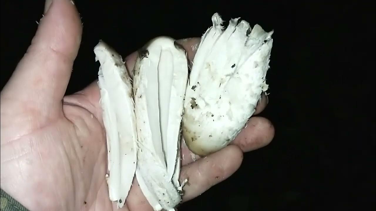 Czernidłak kołpakowaty - czemu można jeść czerniejące kapelusze - YouTube