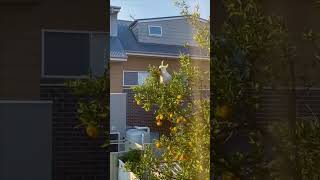 Cockatoo Grabs a Mandarin Fruit from a Tree and Flies Away
