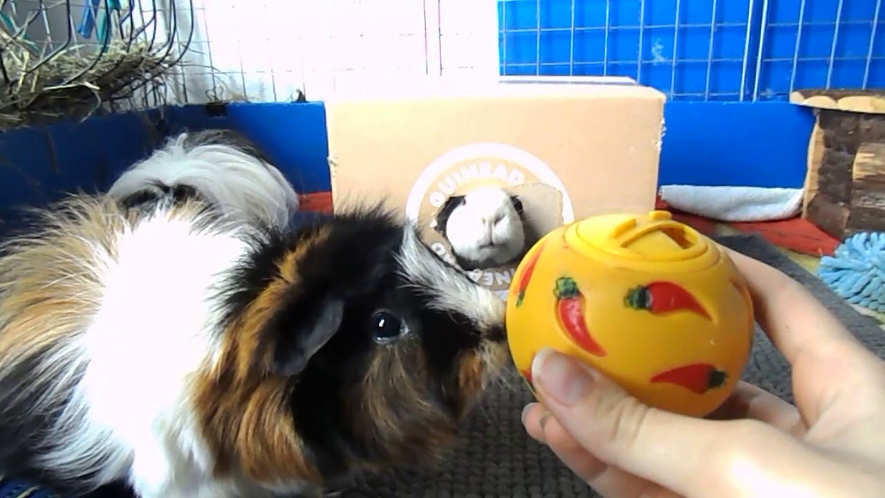 Juguetes para cobayas