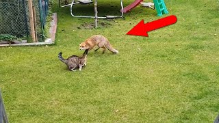 Домашние кошки против ДИКИХ ЖИВОТНЫХ!
