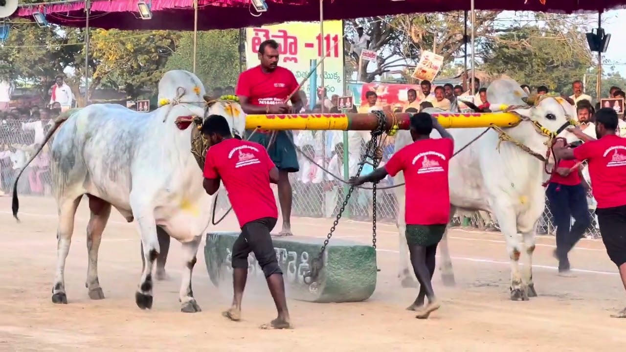 Samara Simha &Veeranarasimha 1st Place in Rentachintala