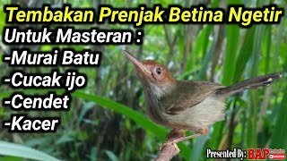 TEMBAKAN BURUNG KECIL UNTUK MASTERAN !!! PRENJAK BETINA NGETIR PANJANG