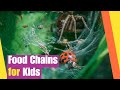Understanding Food Chains