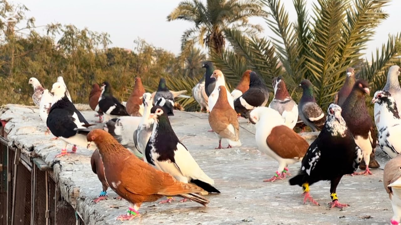 Today new entry 🥰👍fighter 50 kabuter le ye ha #pigeon #pegionsvideos #bird #kabootar #pigeonlaver 