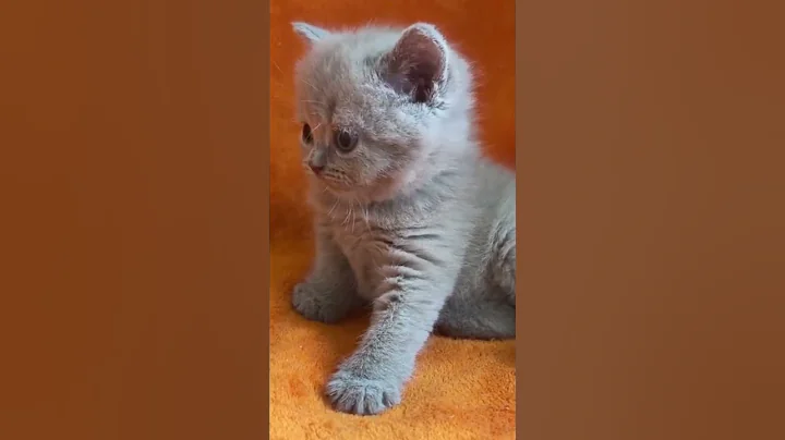 Video 3052551: cat kitten munchkin britishshorthair, munchkin britishshorthair cat animals, britishshorthair munchkin animals funny, cat munchkin baby kitten, cute kitten
