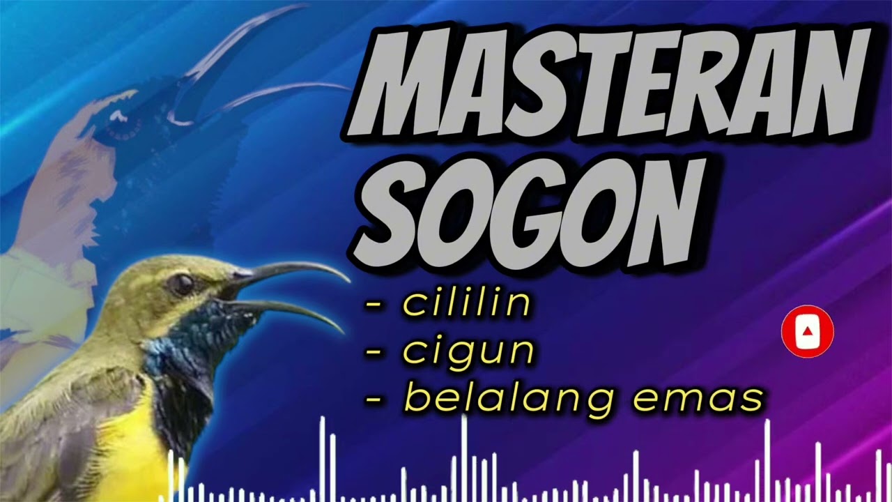 MASTERAN SOGON KOMPILASI CILILIN CIGUN BELALANG EMAS 