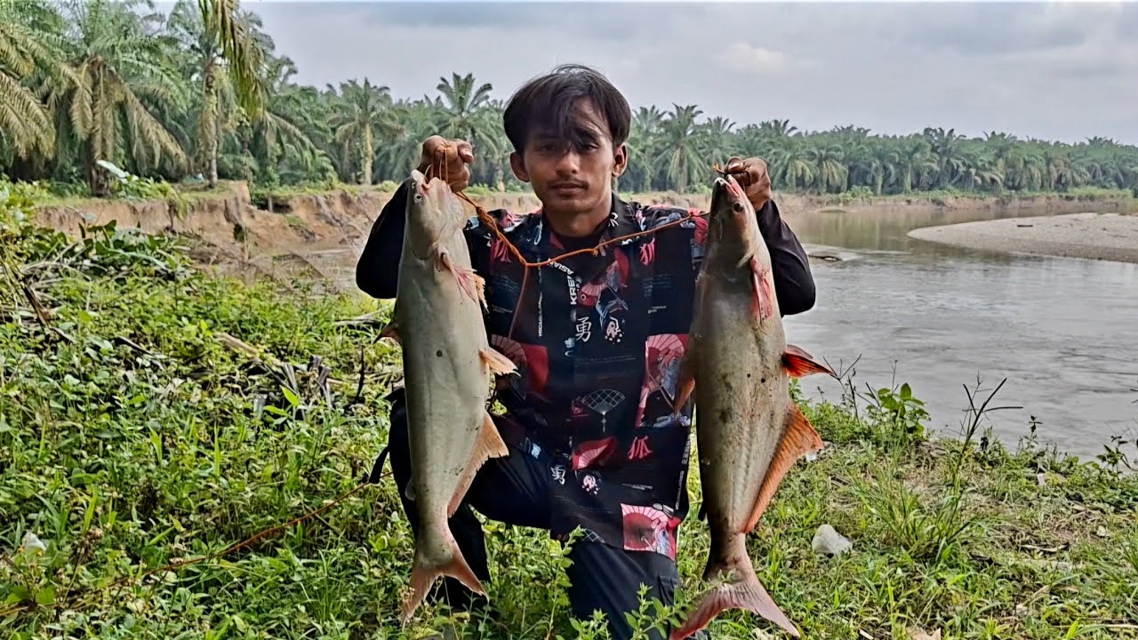 HANYA BERSELANG BEBERAPA MENIT 2 EKOR PATIN MONSTER MENYAMBAR UMPAN PANCING