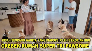 Wanita Ini Diadopsi Oleh 8 Ekor Anjing & 1 Ekor Kucing - Grebek Rumah Super Tri PawSome Di Bali