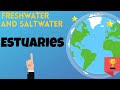 Estuaries: Vital Coastal Ecosystems and Their Role in Nature