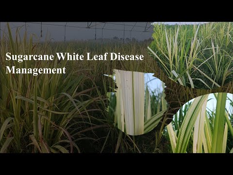 Video: Is My Sugarcane Sick – Lær om tegn på sukkerrørsykdom