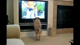 Pug Attacks Tv!